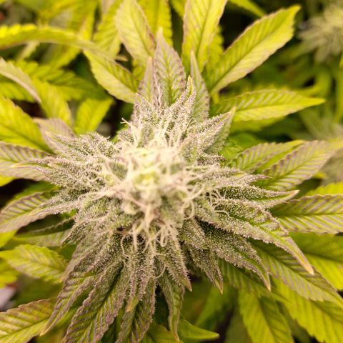 Gorilla Sherbet  growlog timeline photo