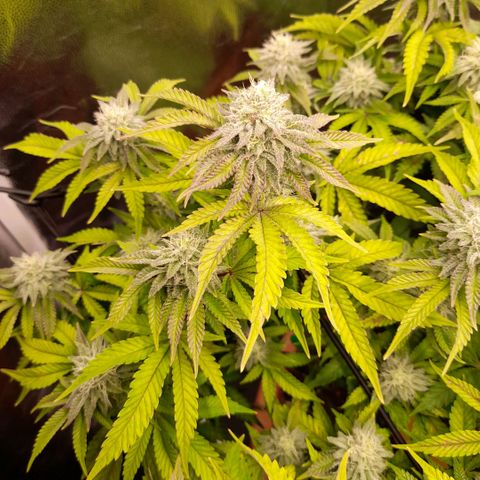 Gorilla Sherbet  growlog timeline photo