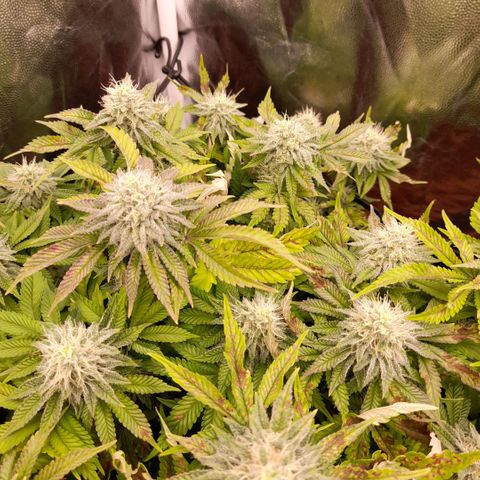 Gorilla Sherbet  growlog timeline photo