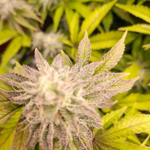 Gorilla Sherbet  growlog timeline photo