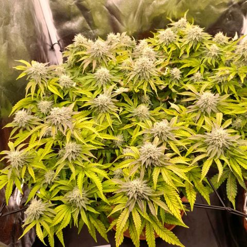 Gorilla Sherbet  growlog timeline photo