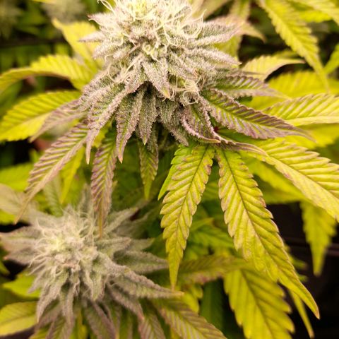 Gorilla Sherbet  growlog timeline photo