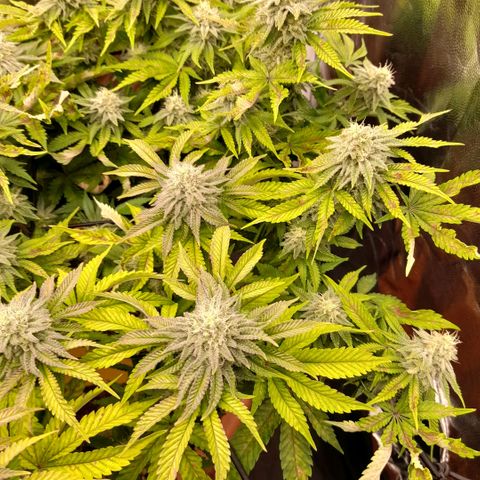 Gorilla Sherbet  growlog timeline photo