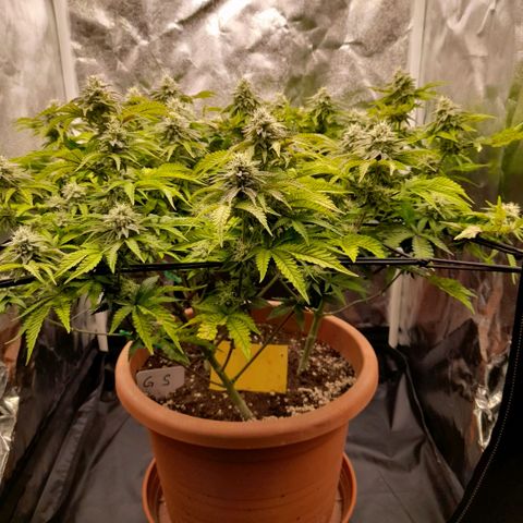 Gorilla Sherbet  growlog timeline photo