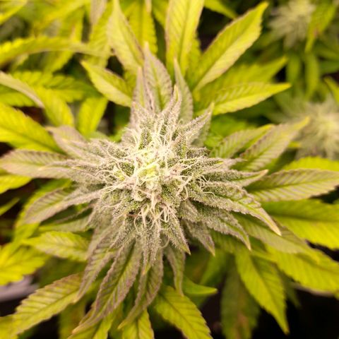 Gorilla Sherbet  growlog timeline photo