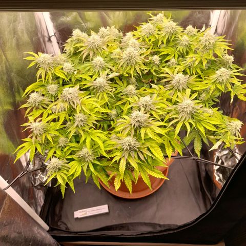 Gorilla Sherbet  growlog timeline photo