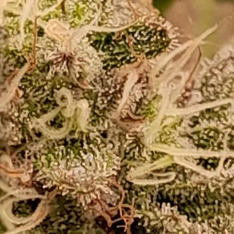 Gorilla Sherbet  growlog timeline photo