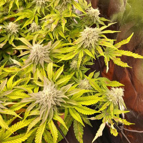 Gorilla Sherbet  growlog timeline photo