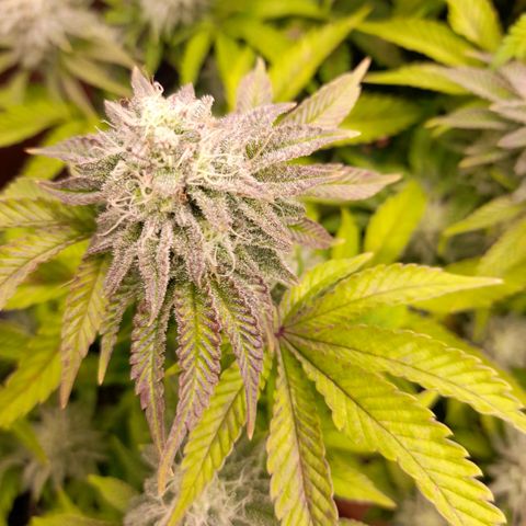 Gorilla Sherbet  growlog timeline photo