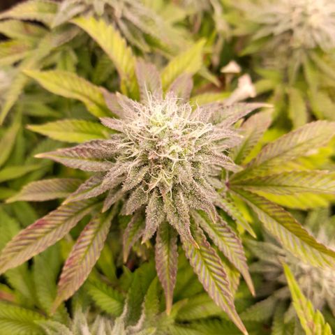 Gorilla Sherbet  growlog timeline photo