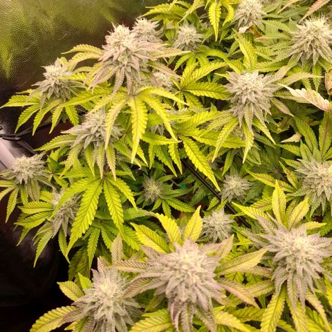 Gorilla Sherbet  growlog timeline photo