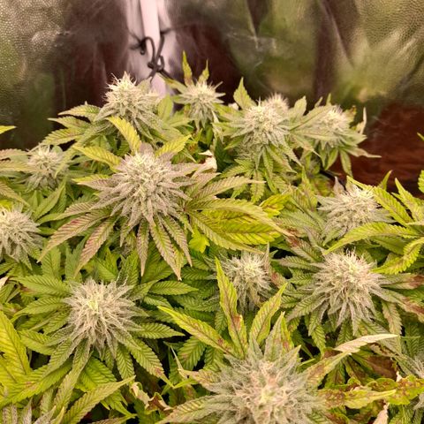 Gorilla Sherbet  growlog timeline photo