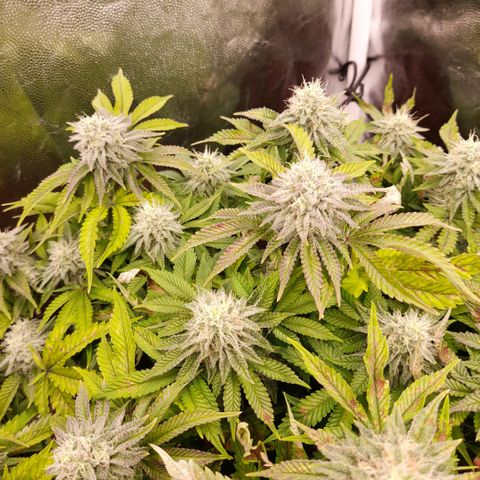 Gorilla Sherbet  growlog timeline photo