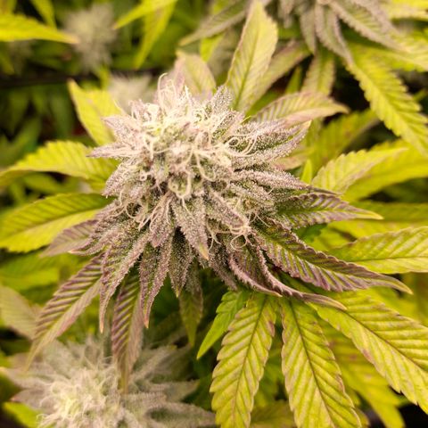 Gorilla Sherbet  growlog timeline photo