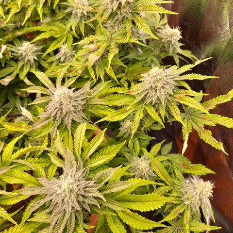 Gorilla Sherbet  growlog timeline photo