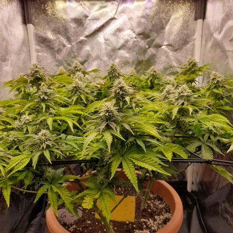 Gorilla Sherbet  growlog timeline photo