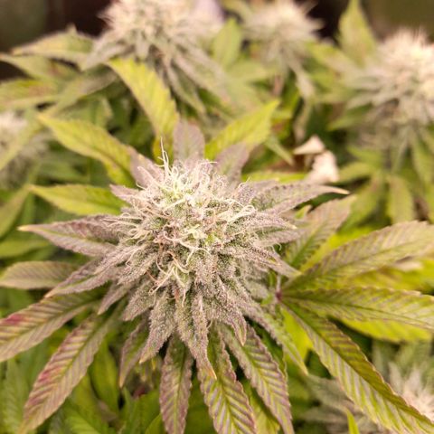 Gorilla Sherbet  growlog timeline photo