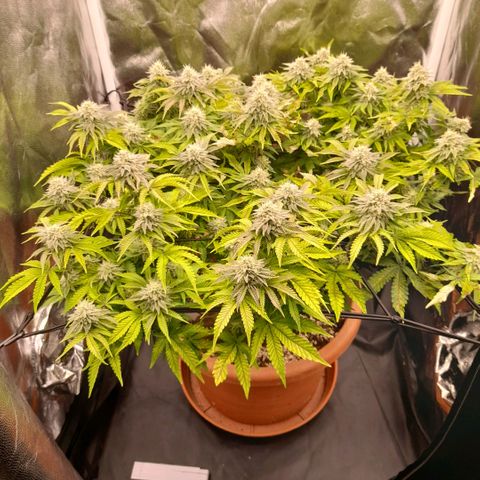 Gorilla Sherbet  growlog timeline photo