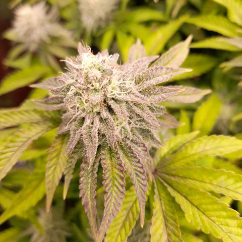 Gorilla Sherbet  growlog timeline photo