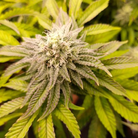 Gorilla Sherbet  growlog timeline photo