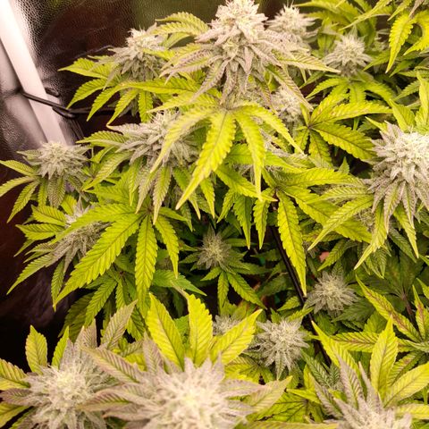 Gorilla Sherbet  growlog timeline photo