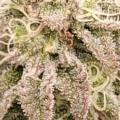 Gorilla Sherbet  growlog timeline photo