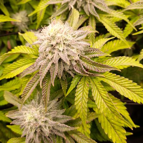 Gorilla Sherbet  growlog timeline photo