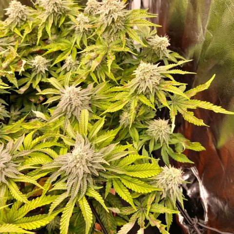 Gorilla Sherbet  growlog timeline photo