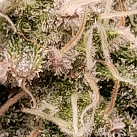 Gorilla Sherbet  growlog timeline photo