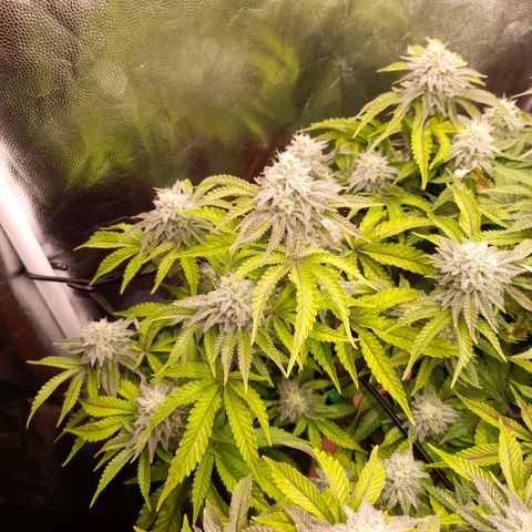 Gorilla Sherbet  growlog timeline photo