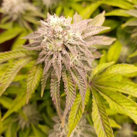 Gorilla Sherbet  growlog timeline photo