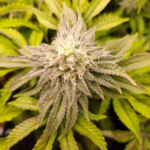 Gorilla Sherbet  growlog timeline photo