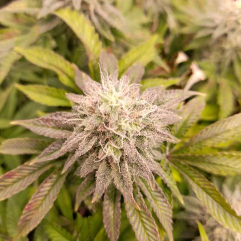 Gorilla Sherbet  growlog timeline photo