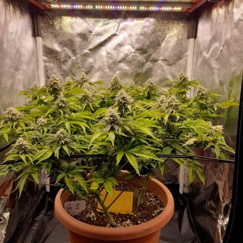 Gorilla Sherbet  growlog timeline photo