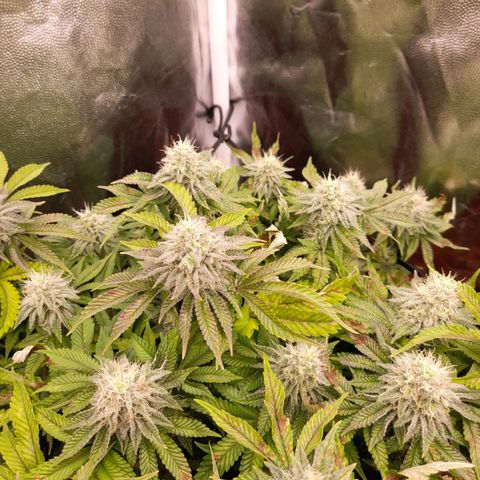 Gorilla Sherbet  growlog timeline photo