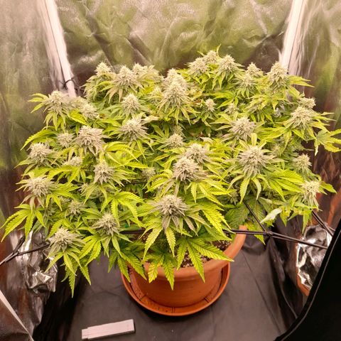 Gorilla Sherbet  growlog timeline photo