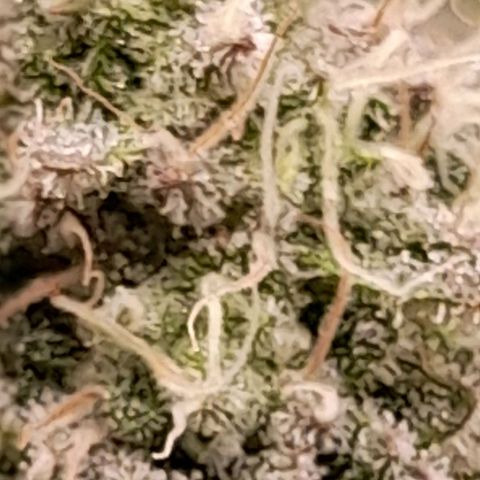 Gorilla Sherbet  growlog timeline photo