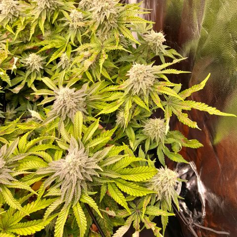 Gorilla Sherbet  growlog timeline photo