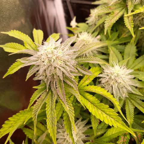 Gorilla Sherbet  growlog timeline photo