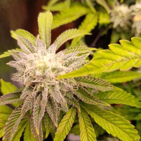 Gorilla Sherbet  growlog timeline photo