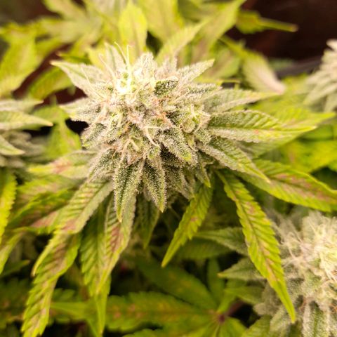 Gorilla Sherbet  growlog timeline photo