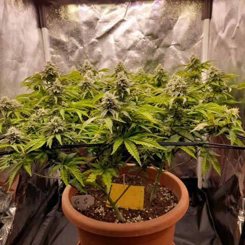 Gorilla Sherbet  growlog timeline photo