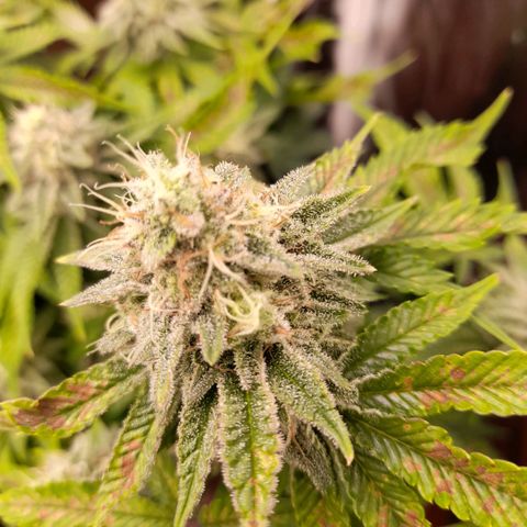 Gorilla Sherbet  growlog timeline photo