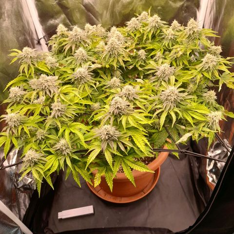 Gorilla Sherbet  growlog timeline photo