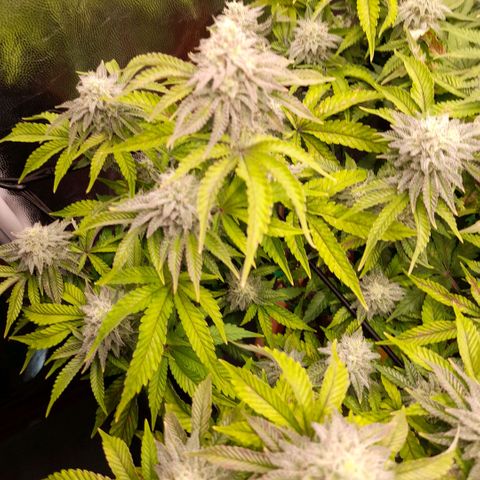 Gorilla Sherbet  growlog timeline photo