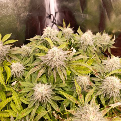 Gorilla Sherbet  growlog timeline photo