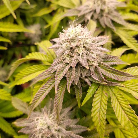 Gorilla Sherbet  growlog timeline photo