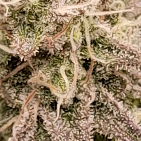 Gorilla Sherbet  growlog timeline photo