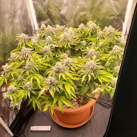 Gorilla Sherbet  growlog timeline photo