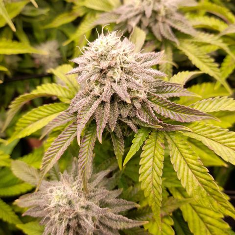 Gorilla Sherbet  growlog timeline photo